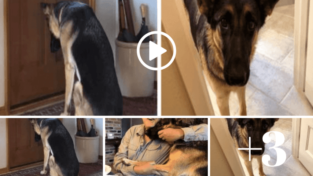 Faithful Companion: Heartbroken Dog's Devotion as She Waits by the Door ...