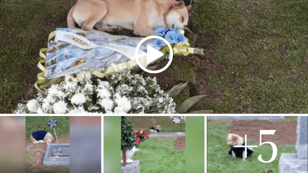 A Heartbreaking Display of Loyalty: Dog Refuses to Leave Owner's Grave ...